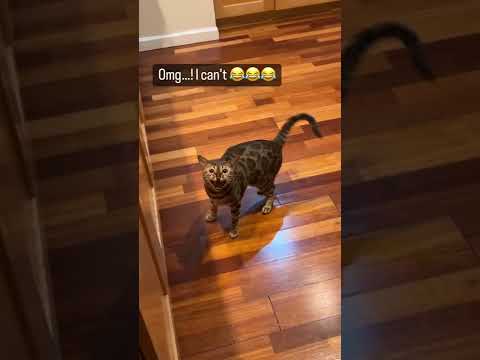 Bengal Cat Uses Meows and Cuteness to Get Food