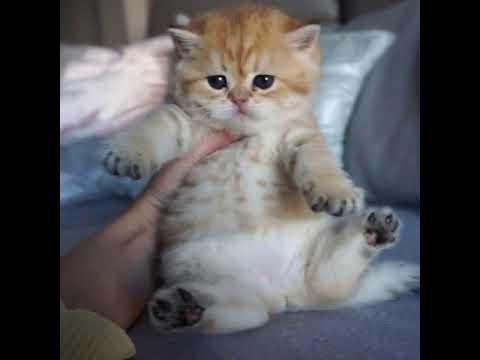 Cute Funny Viral Videos of Brtish Golden Cat|British Shorthair