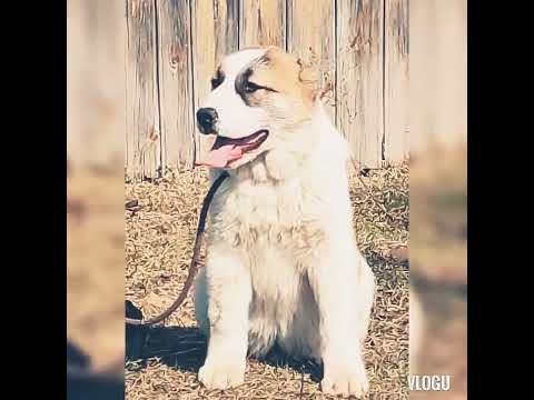 Central Asian Shepherd alabai puppy for sale, details in the video