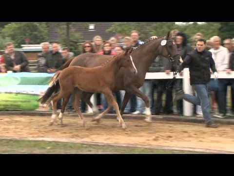 Stutfohlen von Scolari - Falsterbo