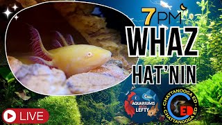 Discover Fish Secrets on Waz Hat'Nin SO MUCH TO CATCH UP ON
