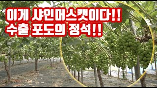 샤인머스캣!! 수출포도!! 앞으로 이런 포도가 성공!! 화성 송산포도를 모로고 있다고?? 이제 부터 포도를 …