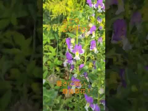 寒さ、暑さ、干ばつ、風など、あらゆるものに耐える植物を発見してください。  庭園