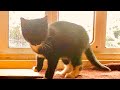 ️Rescued Adorable Tuxedo Kitten Cat 2021 Playing Bites Runs Away All Fun