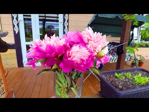 VLOG: СНОВА НАЧАЛ БЕГАТЬ! ИДЕЯ ДЛЯ ФОТО! 29.06.20