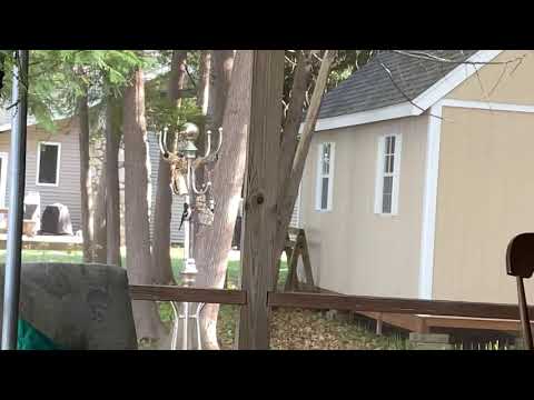 Lake Bellaire-Red-breasted grosbeak and female downey woodpecker enjoying until grackle time-5/12/21