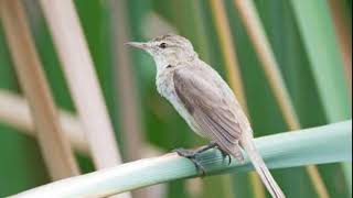 Download lagu Suara burung kerak basi Alis putih di alam liar Cocok buat pikat dan masteran burung Harian mp3
