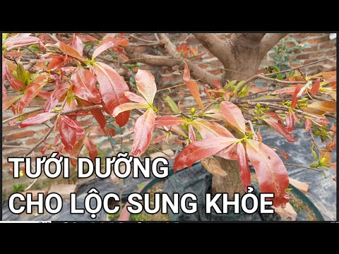 🔴 QBS23388 - ROOT NOURISHMENT FOR YELLOW APRICOT TREES THAT HAVE BLOOMED IN EARLY SPRING | HOW TO...
