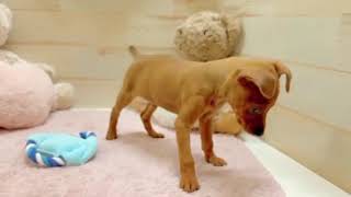 ミニチュアピンシャーの動画01