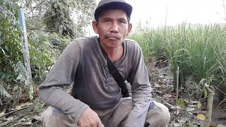 Download lagu mikat ruak ruak pakai racik gantung mp3