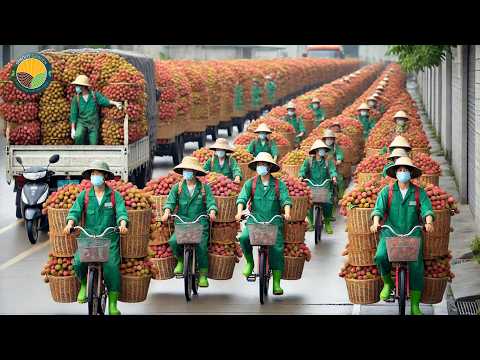 How to Harvest Thousands of Tons of Lychee: Advanced Processing Technology | Farming Documentary