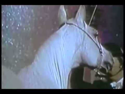 Arabian Horses of Poland