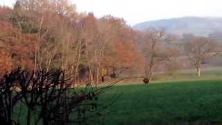 preview picture of video 'Two muntjac deer running'