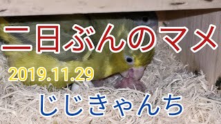 雛たち順調🐣