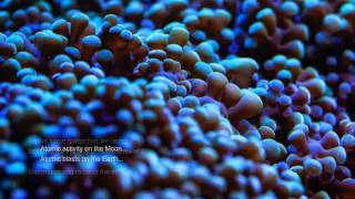 Carbon Based Lifeforms - Proton / Electron