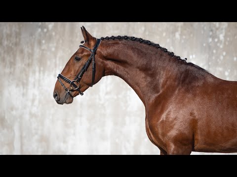 **SOLD** 5YO Piro Free Lusitano - ideal for amateur riders (REF#843)