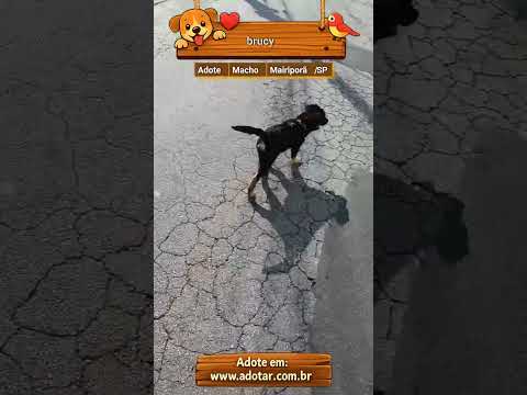 Vídeo de brucy 