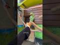 🦜 Hesitant Parrot / Fan video submitted by Arisya S. #shorts - Dusty Douglas 🦜 Hesitant Parrot / Fan video submitted by Arisya S. #shorts