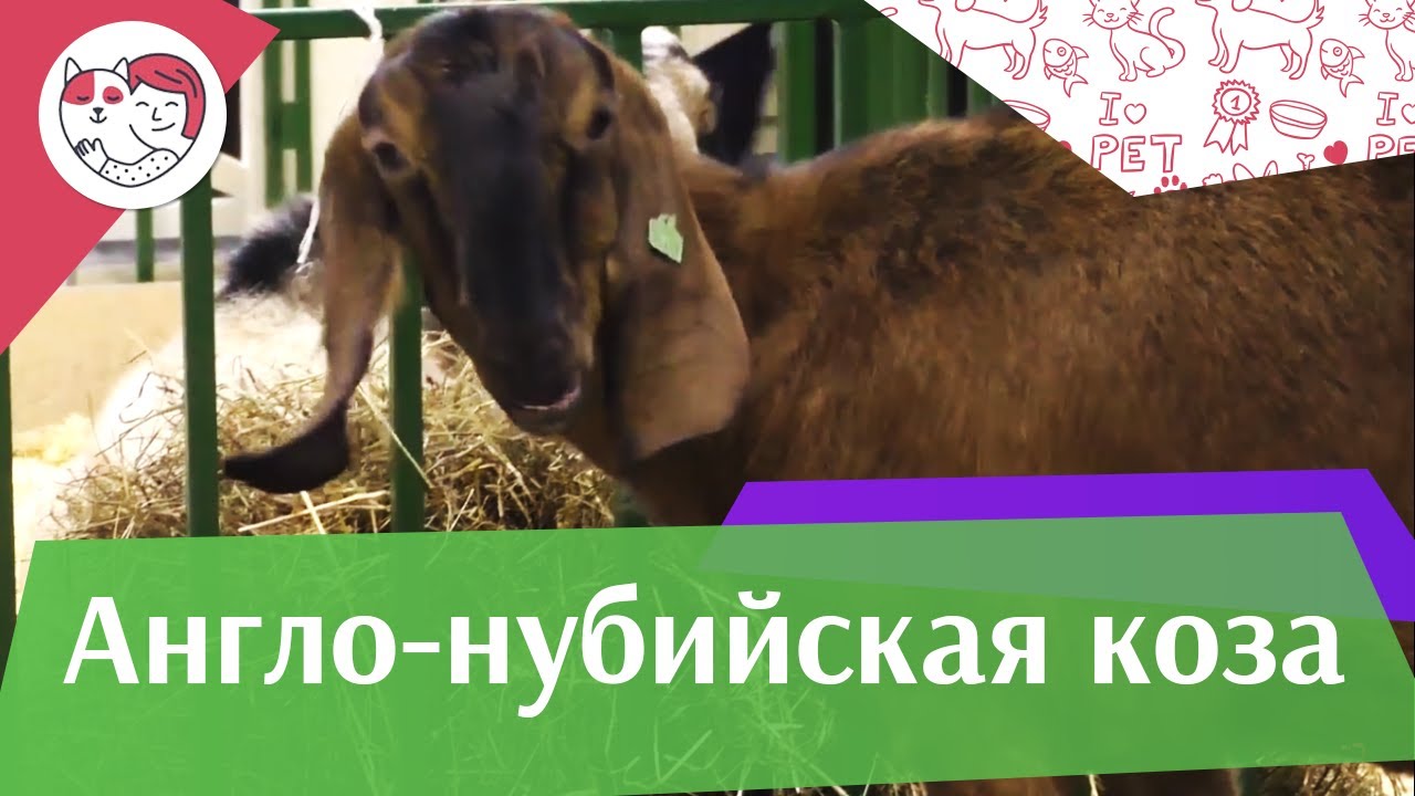 5 особенностей ухода за золотистым ретривером