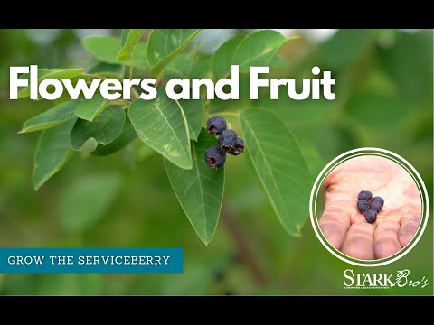 Landscape Tree with Delicious Fruit - The Serviceberry