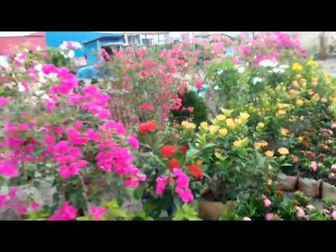 flower 🌻 In my village but what happened #shorts