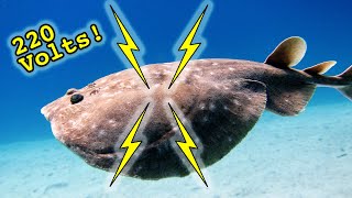 Are Electric Rays Dangerous?