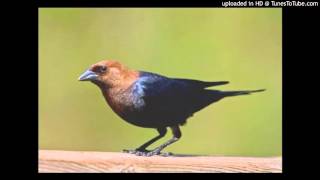 Super Furry Animals - Cowbird