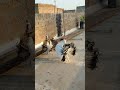 masakali kabutar video/ fancy pigeons video 🤩❤️#kabutar #pigeonshort #lakkhapigeon #fancykabutar