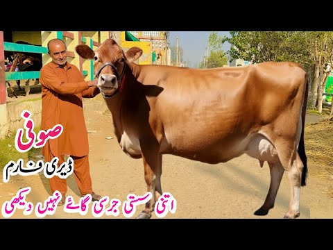 Sufi dairy farm | Jersey Friesian Cholistani Cross Cows for sale | Sast cows farm