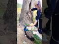 Peacock Adventure Peacock Song Hindisong Bollywood