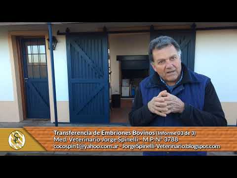 Dr. Jorge Spinelli - Transferencia de Embriones Bovinos - Informe 03