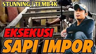 Download lagu STUNNING IMPORTED COW || HERE'S HOW mp3
