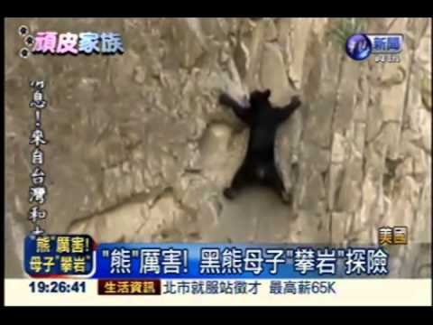"熊"厲害! 黑熊母子"攀岩"探險