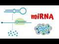 AP Biology IB HL MiRNA Gene Silencing Post Transcriptional Regulation Explained