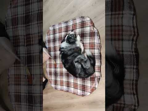 DIY dog bed!!!      #sewingtutorial #dogbeds #fallsewing