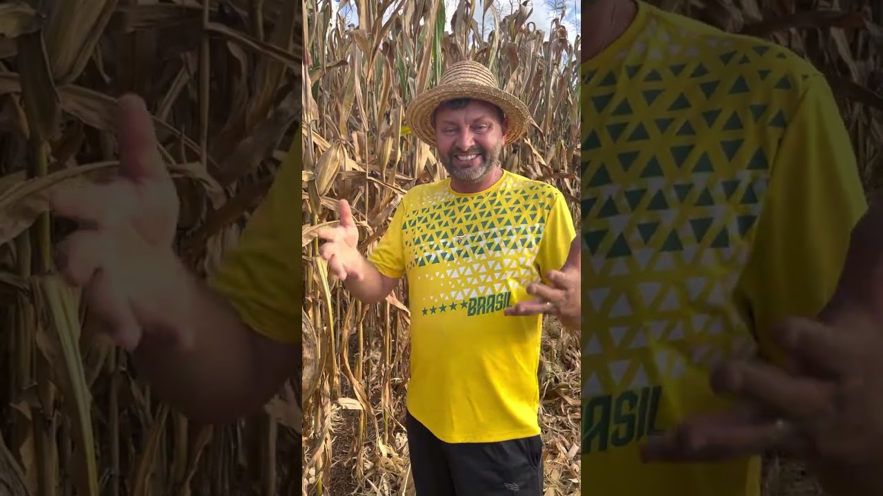 Quer colher mais soja plante ???? Deixe sua opniao