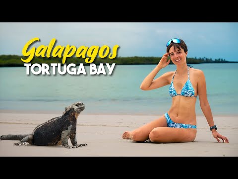ISOLE GALAPAGOS: gli animali sono ovunque! 🤯 SANTA CRUZ, Puerto Ayora e Tortuga Bay