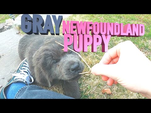 GRAY NEWFOUNDLAND PUPPY! (GRAY EYES)