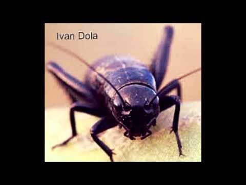 Ivan Dola - Cricket ( original mix )