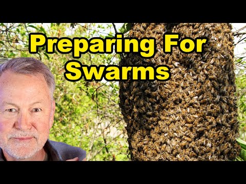 Beekeeping: How to Prevent, Catch & Keep Swarms