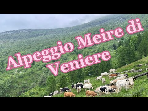 #transumanza mandria Fritz Mina Marene-Alpe Meire di Veniere Frassino #vallevaraita ☎️ 345 328 1502