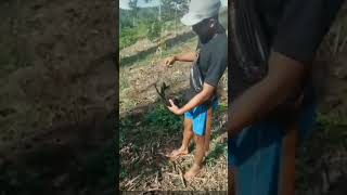 Download lagu jaring burung tuwu di hutan part 4 | hanya 5 menit langsung jebret!!! mp3 Download lagu jaring burung tuwu di hutan part 4 | hanya 5 menit langsung jebret!!! mp3