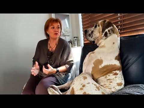 200 Pound Great Dane Dogs is a PRO at Making Us LAUGH 😁 FUNNIEST Dogs Video!