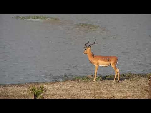 Djuma: Impala ram drinks at the dam - 16:02 - 09/28/21