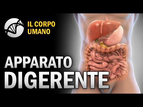 Apparato Digerente - Il Corpo Umano