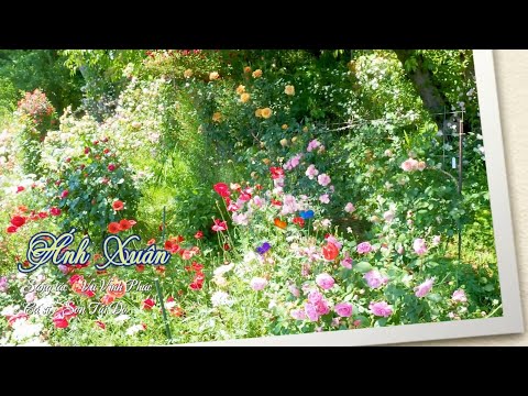 Ánh xuân - Sơn Túi Đỏ