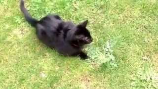 Kevin the kitten with a bee