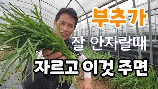 부추가 질기고 잘 안자랄때 자른 다음 무조건 이것 주어야