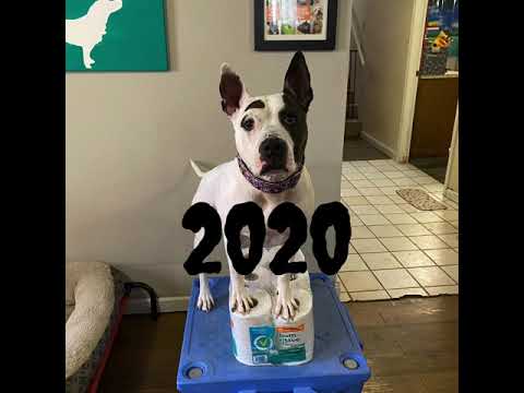 2020: A Year at Home with Aimee