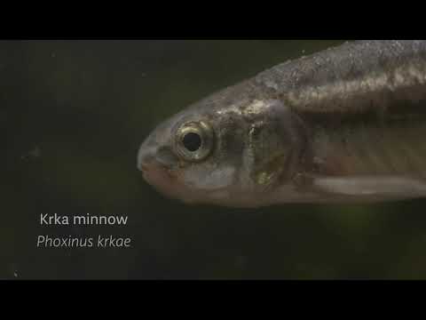 Krka Wild Nature - Fishes